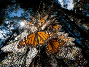 monarchs.trees.ng